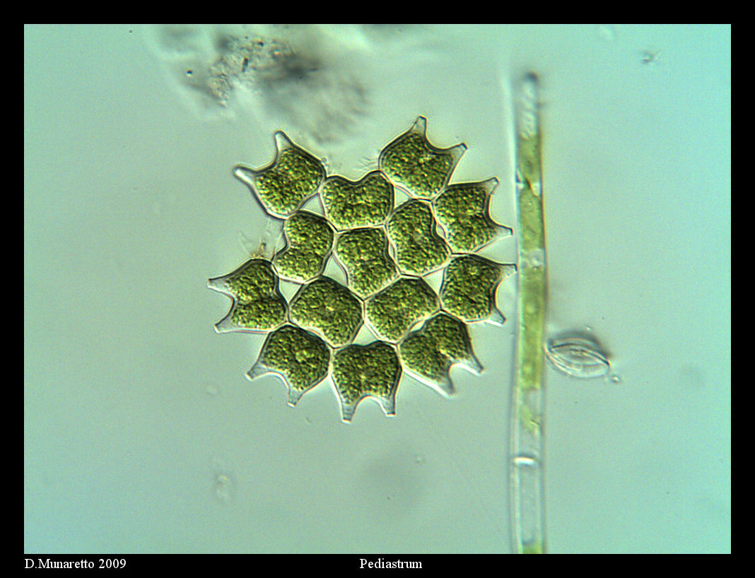 Pediastrum